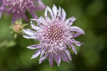 Flora of Gran Canaria - Pterocephalus dumetorum