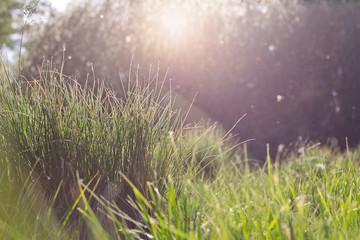 Obraz na płótnie Canvas grass and sun