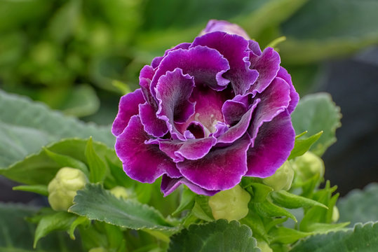 Sinningia, Gloxinia speciosa, Canterbury Bells, tuberous herbaceous perennials, an herb with large nodding, purple, mint-scented flowers for apartments, greenhouses