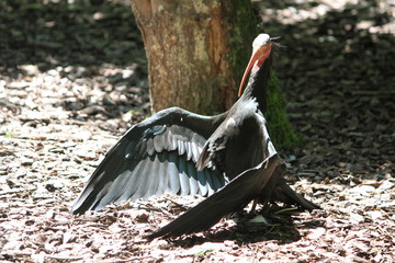 northern bald ibis (scientific name: Geronticus eremita) also known as hermit ibis, or waldrapp