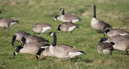 Canadian geese grazes on a grassy field. The neighborhood of Exeter. Devon. UK