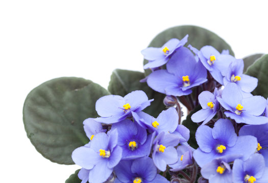 blue african violet on white