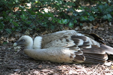 griffon vulture (scientific name: Gyps fulvus) also known as the Eurasian griffon