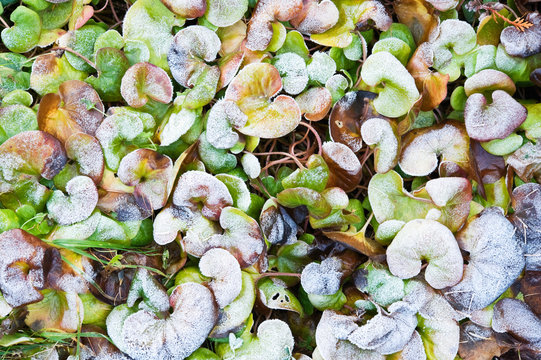 European wild ginger (Asarum europaeum) leaves covered with frost.