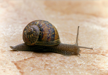 the snail with the snail shell
