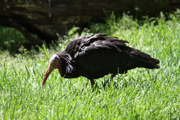 northern bald ibis (scientific name: Geronticus eremita) also known as hermit ibis, or waldrapp