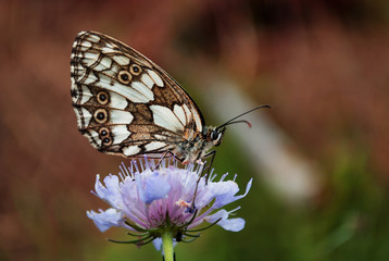butterfly on flower