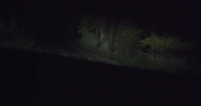 Road crossing the scary forest during a winter night in Europe. Sujective shot, drive point of view. Shot on RED EPIC 6K.