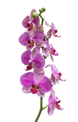 Fototapeta premium The pink orchid Phalaenopsis on white background isolated