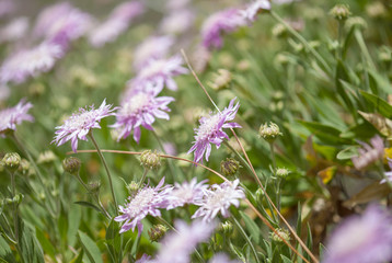 Flora of Gran Canaria - Pterocephalus dumetorum