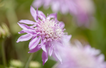 Flora of Gran Canaria - Pterocephalus dumetorum