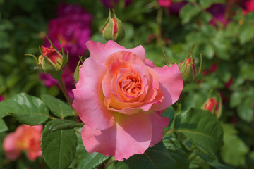 pink rose in garden