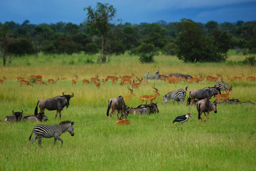 Fototapeta na wymiar Animals on the plains of Africa