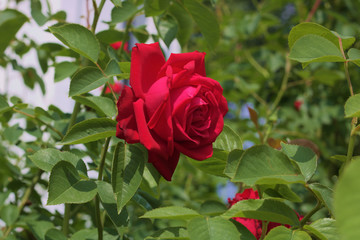 red rose