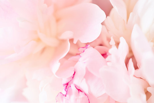 215,999 BEST Pink Peonies IMAGES, STOCK PHOTOS & VECTORS | Adobe Stock