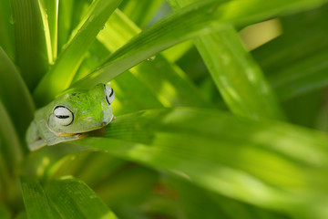 Camouflage flying frog in leaf