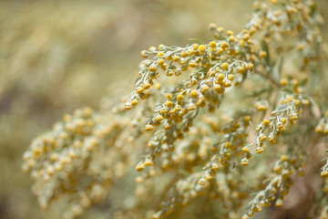 .Flora of Gran Canaria - Artemisia thuscula