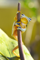 Stand up frog 