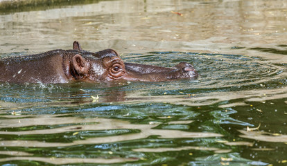 Ordinary hippopotamus in the water of the pool of the zoo aviary. The African herbivore aquatic...