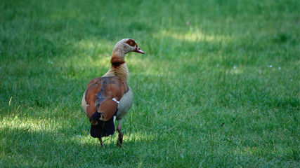 duck on grass
