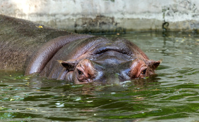 Ordinary hippopotamus in the water of the pool of the zoo aviary. The African herbivore aquatic...