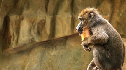 Mandrill at the zoo in Antwerp.