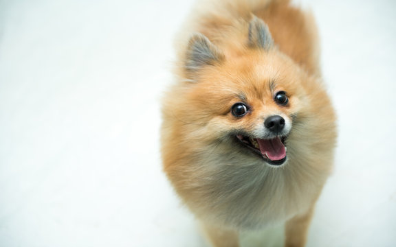 Smiling Pomeranian dog