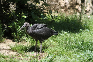 Puna ibis (scientific name: Plegadis ridgwayi)