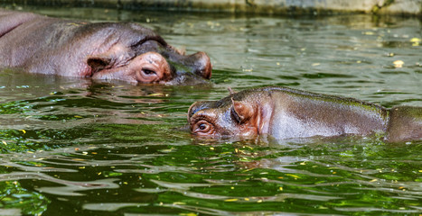 Ordinary hippopotamus in the water of the pool of the zoo aviary. The African herbivore aquatic...
