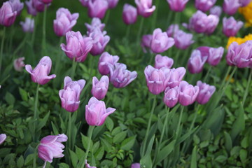 purple pink tulips