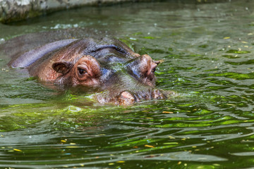 Ordinary hippopotamus in the water of the pool of the zoo aviary. The African herbivore aquatic...