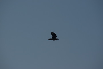 Flying birds in the sky