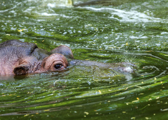 Ordinary hippopotamus in the water of the pool of the zoo aviary. The African herbivore aquatic mammals hippopotamus spends most of its time in the water of the nose and eyes