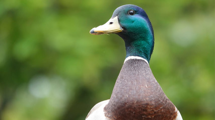 female mallard duck