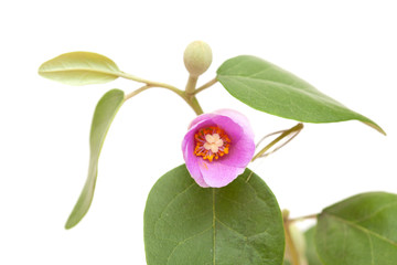 pink flowers of Lagunaria patersonia
