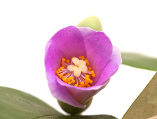 pink flowers of Lagunaria patersonia