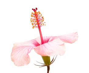 gentle pink hibiscus