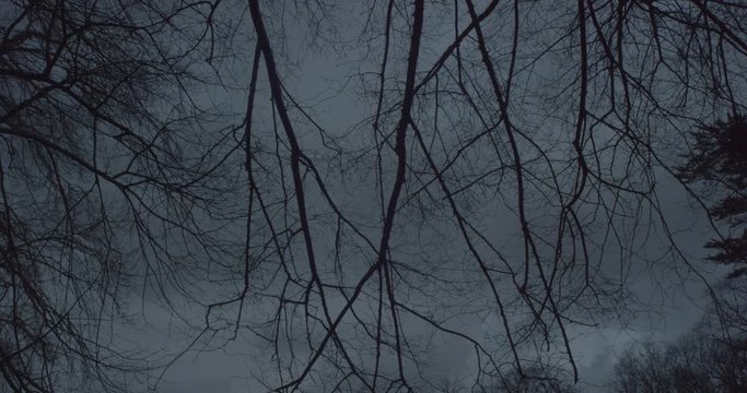 Tree branches moving in the wind at night in a scary cloudy gray sky in dark forest. Atmosphere horror, fear, murder, wild forest, haunted house, creepy, bloody, Halloween Night in large shot 6K.