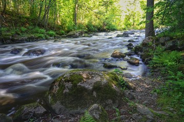 Water streaming through forest