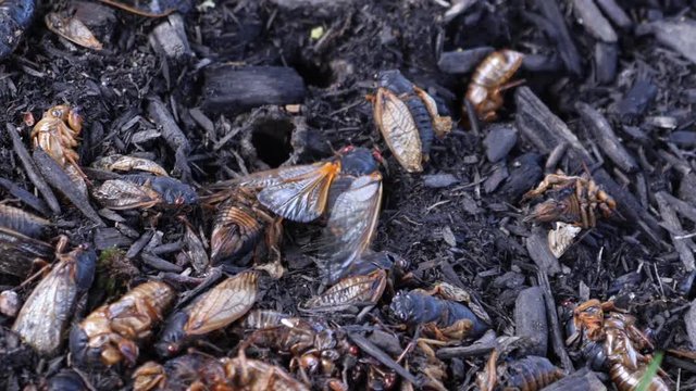 A cicada flaps wings over the shells and bodies of others at the base of a tree. This cicada is part of Brood VIII which only appears in Western Pennsylvania every 17 years.  	