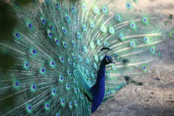peacock with flowing tail
