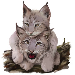 Two lynx cubs. Watercolor drawing © Kajenna