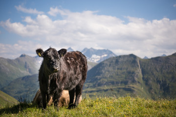 cow in mountains