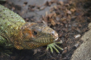 Reptil