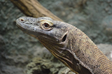 Dragón de Komodo