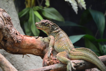 Reptil