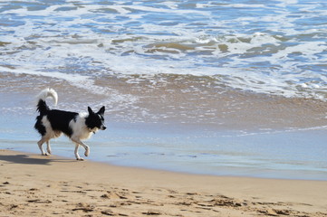 Perro en tiempo de ocio en el agua