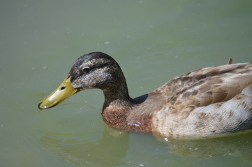 Pato salvaje