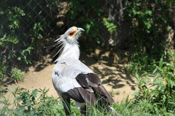  secretarybird (scientific name: Sagittarius serpentarius) also known as secretary bird 
