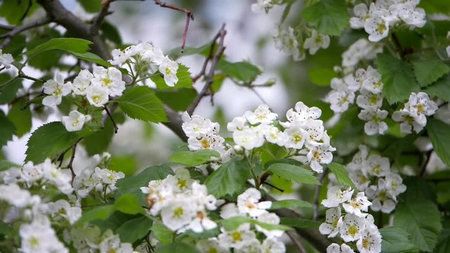 White flowers of hawthorn in spring.
